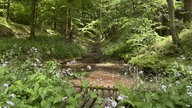 Bach im Wald