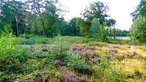 Dingdener Heide: Blick auf eine Wiese mit Heidekraut in lila blühen