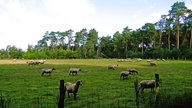 Mehrere Schafe einer Herde auf einer Wiese der Dingdener Heide 