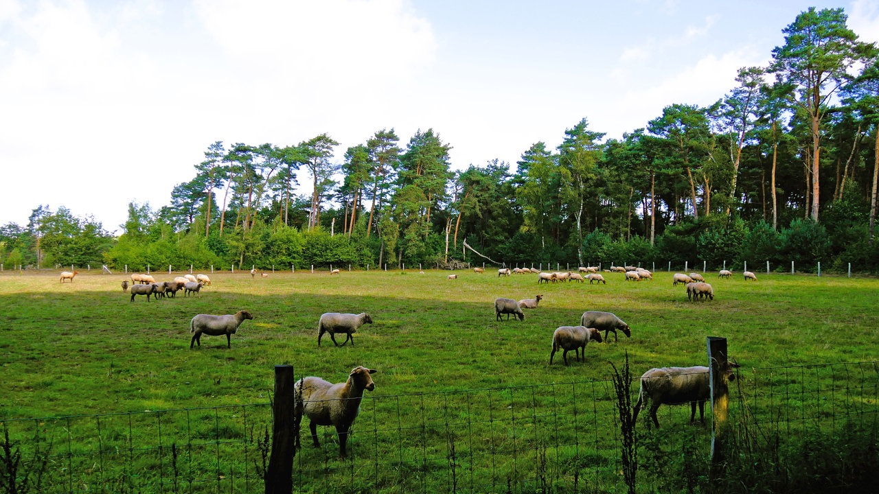 Mehrere Schafe einer Herde auf einer Wiese der Dingdener Heide 