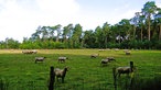 Mehrere Schafe einer Herde auf einer Wiese der Dingdener Heide 