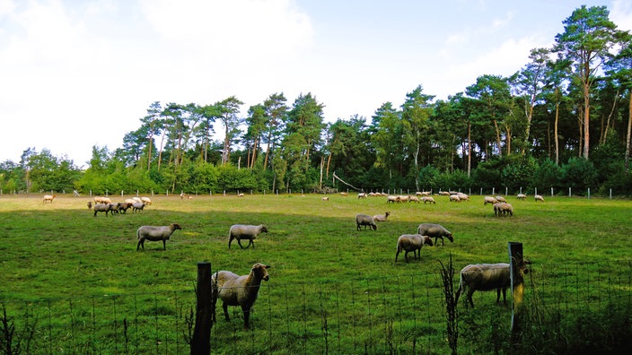 Mehrere Schafe einer Herde auf einer Wiese der Dingdener Heide 