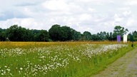 Droste-Land: Lyrikweg - mit Blumenwiese gesäumter Wanderweg mit Wand im Hintergrund