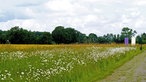 Droste-Land: Lyrikweg - mit Blumenwiese gesäumter Wanderweg mit Wand im Hintergrund