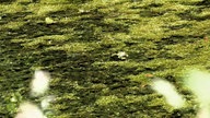 Droste-Land: Lyrikweg - Ein Frosch im grünlichen Gewässer