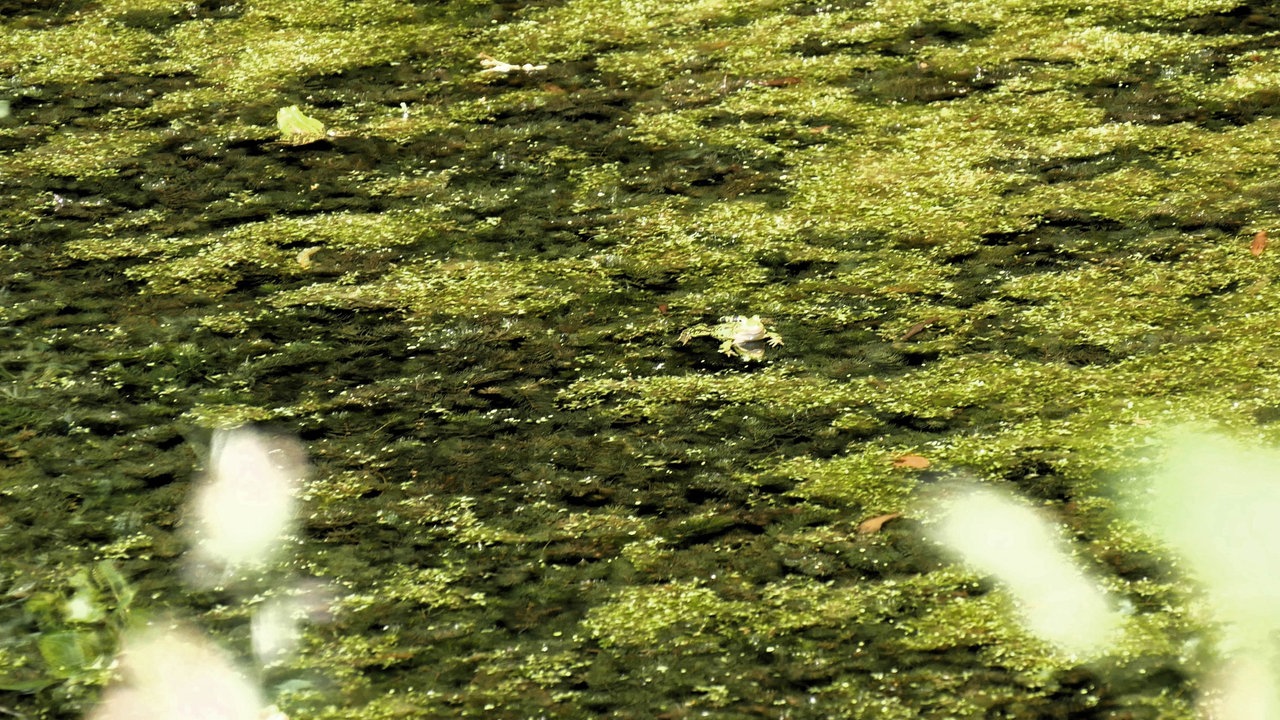 Droste-Land: Lyrikweg - Ein Frosch im grünlichen Gewässer