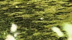 Droste-Land: Lyrikweg - Ein Frosch im grünlichen Gewässer