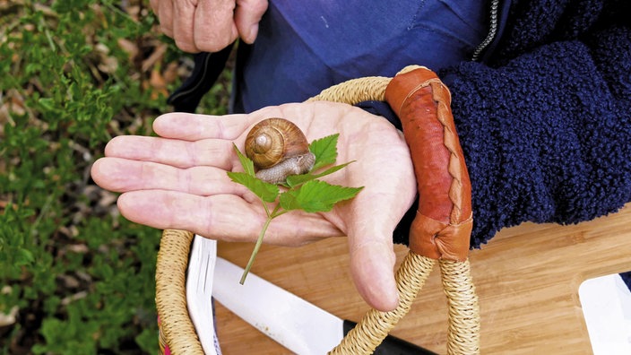 Nahhaufnahme einer Weinbergschnecke, die auf einer offenen Hand auf einem Blatt sitzt. Über dem Handgelenk hängt der Griff des Kräuterkörbchens.