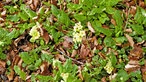 Zwei hellgelbe Hohe Schlüsselblumen wachsen im Waldboden. 