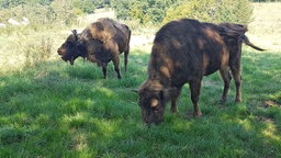 Wisente grasen im Wildgehege