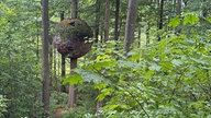 Ein Baumhazs, das aussieht wie eine große Holzkugel, hängt an einem Baum am Nieheimer Kunstpfad.