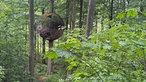 Ein Baumhazs, das aussieht wie eine große Holzkugel, hängt an einem Baum am Nieheimer Kunstpfad.