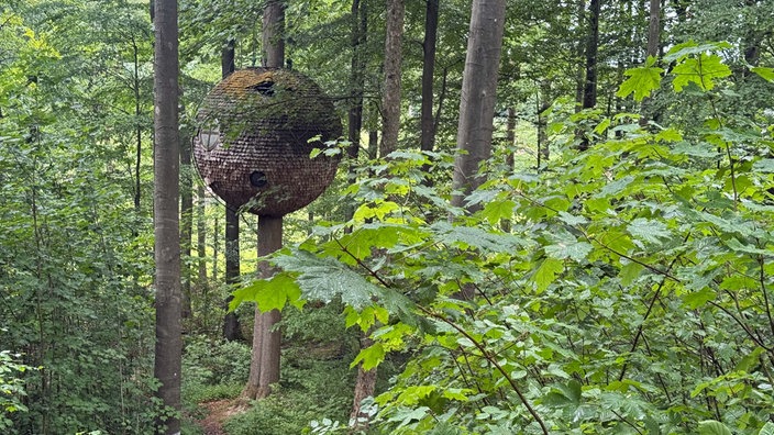 Ein Baumhazs, das aussieht wie eine große Holzkugel, hängt an einem Baum am Nieheimer Kunstpfad.