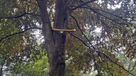 Ein riesiger Ring aus Holz hängt an einem Ast in der Höhe.