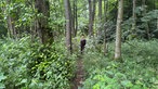 Ein Mensch steht im dicht bewachsenen Wald.