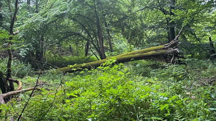 Mitten im Wald liegt ein umgestürzter Baum, dicht mit Moos bedeckt.