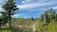 Der Rothaarsteig: Wegabschnitt hinter dem Dreiherrenstein in Richtung Elberndorfer Bachtal