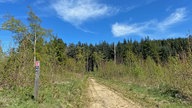 Der Rothaarsteig: ein sandiger Wanderweg der in einen Tannenwald führt