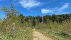 Der Rothaarsteig: ein sandiger Wanderweg der in einen Tannenwald führt