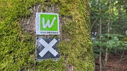 Ein Hinweisschild an einem moosbewachsenen Baum mit einem weißen "W" auf grünem Grund und Schriftzug Sauerland-Waldroute