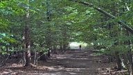 Wanderschön Sauerland-Waldroute: Weg durch alten Laubwald