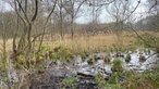 Premium-Wanderweg "Schwalmbruch": Ruhiger Bachlauf im Wald, umgeben von frischem Grün am Ufer.