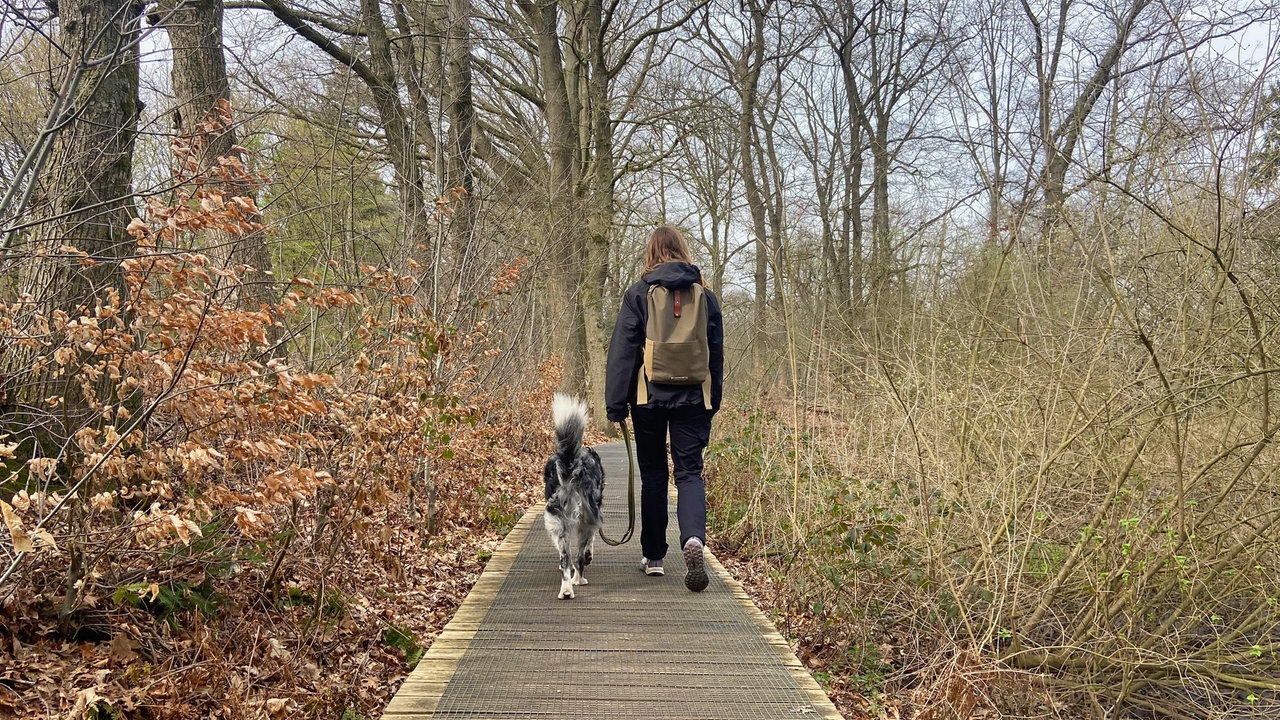 Premium-Wanderweg "Schwalmbruch": Person mit Hund auf einem schmalen Holzsteg durch lichten Wald.