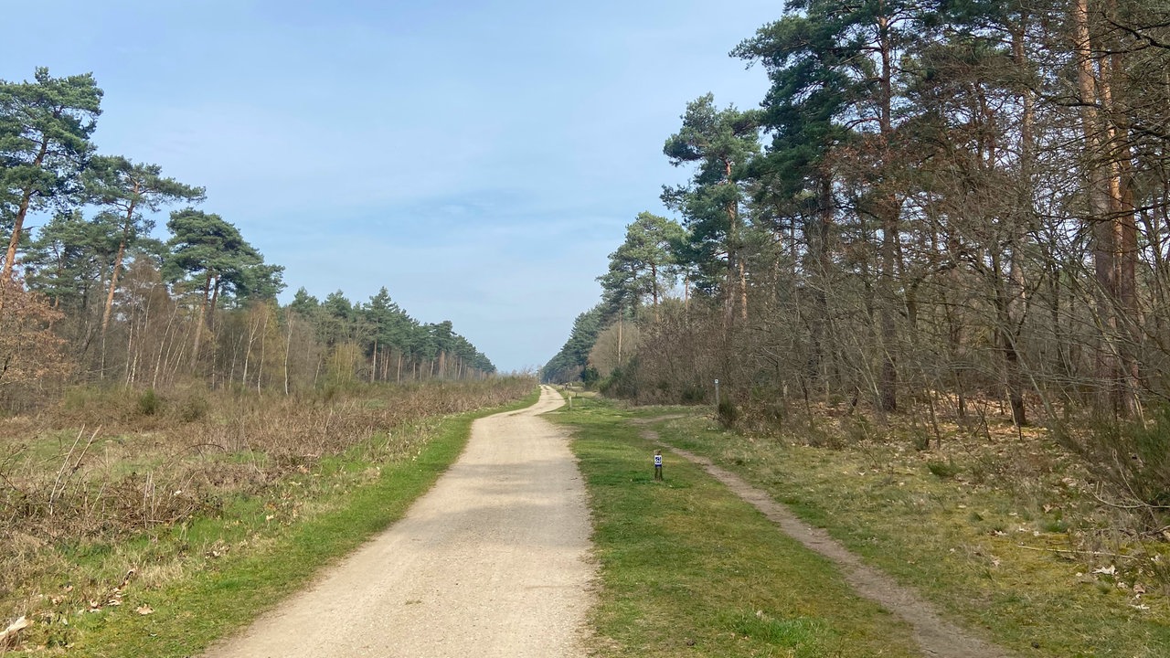 Premium-Wanderweg "Schwalmbruch": Breiter, heller Sandweg, der gerade durch eine lichte Landschaft verläuft