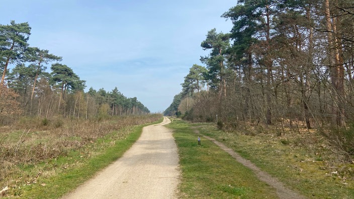 Premium-Wanderweg "Schwalmbruch": Breiter, heller Sandweg, der gerade durch eine lichte Landschaft verläuft