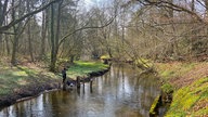Premium-Wanderweg "Schwalmbruch": Flussabschnitt im lichten Wald mit etwas Grün am Ufer.