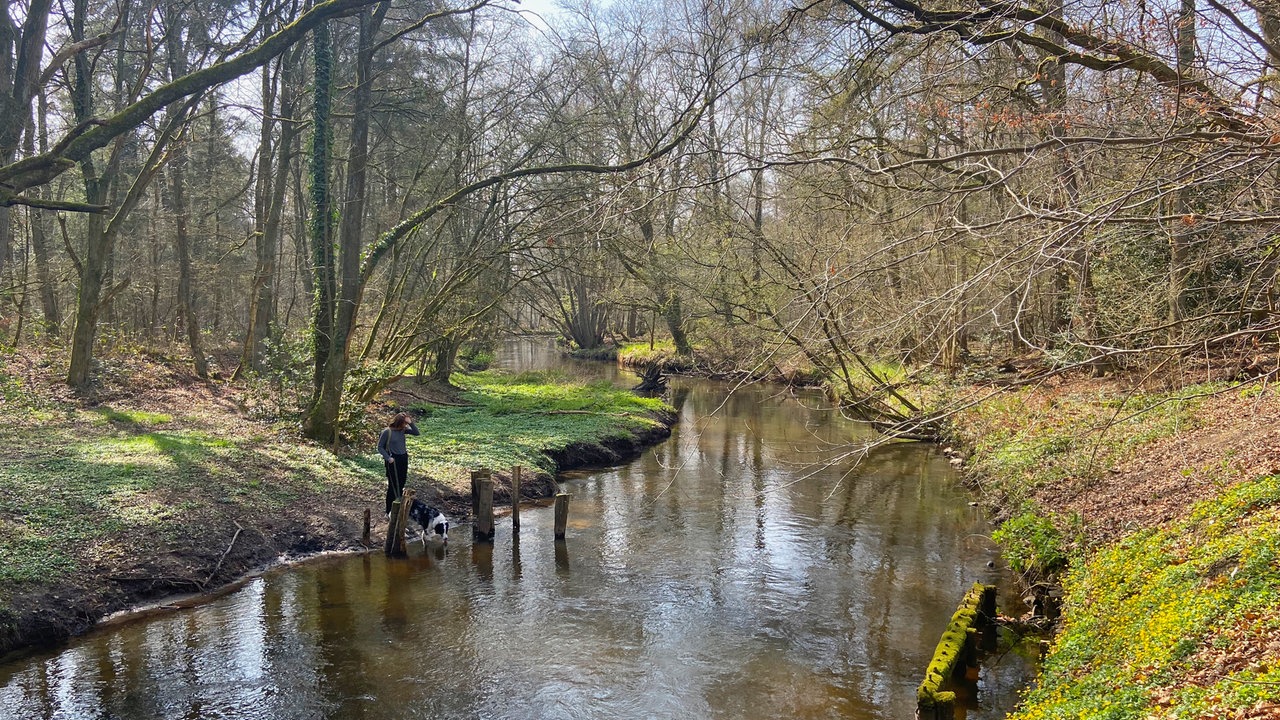 Premium-Wanderweg "Schwalmbruch": Flussabschnitt im lichten Wald mit etwas Grün am Ufer.