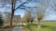 Premium-Wanderweg "Schwalmbruch": Schmaler Weg durch offene Landschaft, gesäumt von Kopfweiden.