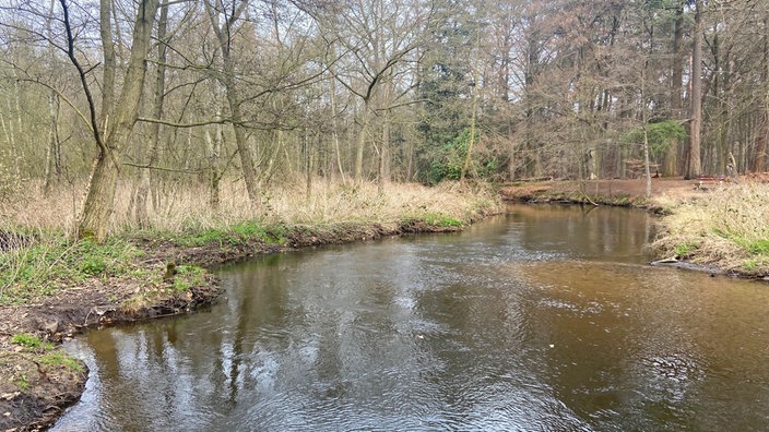Premium-Wanderweg "Schwalmbruch": Breiter, ruhiger Fluss zwischen Schilf und lichten Bäumen.