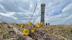 Der Wald im Wandel am Lörmecketurm 