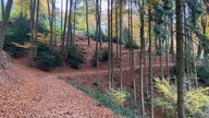 Waldweg durch den Tecklenburger Wald