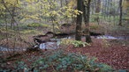 Kleiner Bach durch den Wald bei der Premium Stadtwanderung "Tecklenburger Romantik"