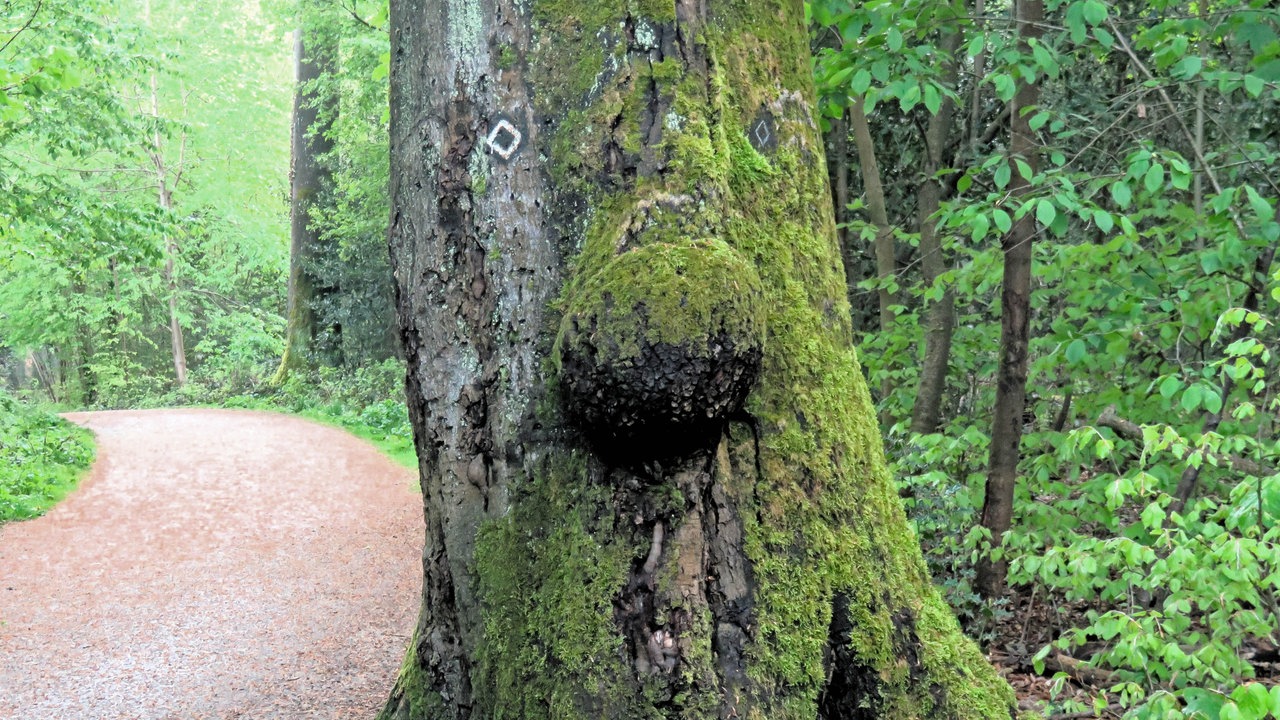 Der Stamm einer Buche, mit Moos bewachsen. Eine knollenförmige Wucherung wirkt wie eine Nase, darüber,, wo sich Augen befinden würden, sind zwei kleine Wegmarkierungen, weiß und rautenförmig auf schwarzem Grund. Es wirkt als hätte der Baum ein Gesicht.