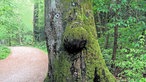 Der Stamm einer Buche, mit Moos bewachsen. Eine knollenförmige Wucherung wirkt wie eine Nase, darüber,, wo sich Augen befinden würden, sind zwei kleine Wegmarkierungen, weiß und rautenförmig auf schwarzem Grund. Es wirkt als hätte der Baum ein Gesicht.