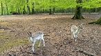 Zwei Rehe in einem Wildgehege