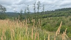 Wandern um den Sorpesee: Weiter Ausblick über Wiesen zum Wald