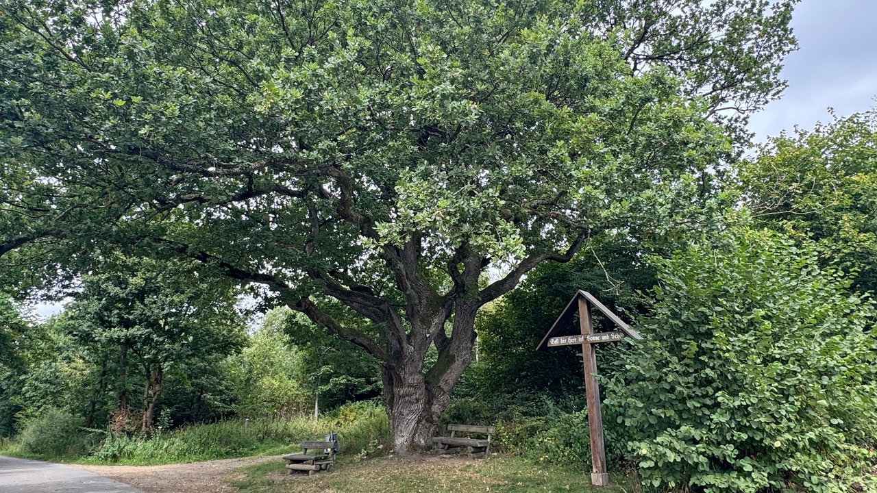 Wandern um den Sorpesee: Blick auf die Krause Eiche