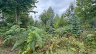 Wandern um den Sorpesee: Bunter Mischwald