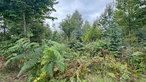 Wandern um den Sorpesee: Bunter Mischwald