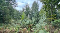 Wandern um den Sorpesee: Verschiedene Baumarten und Farn