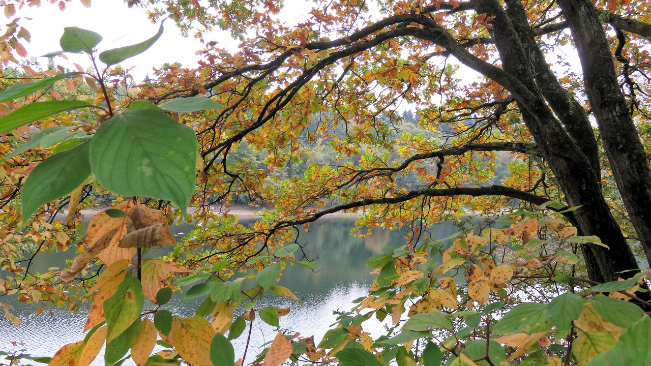 Blick vom Glör-Ufer durch Blätter auf das Wasser