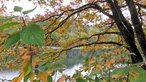 Blick vom Glör-Ufer durch Blätter auf das Wasser