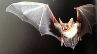 Fledermaus im Flug mit offenem Mund.