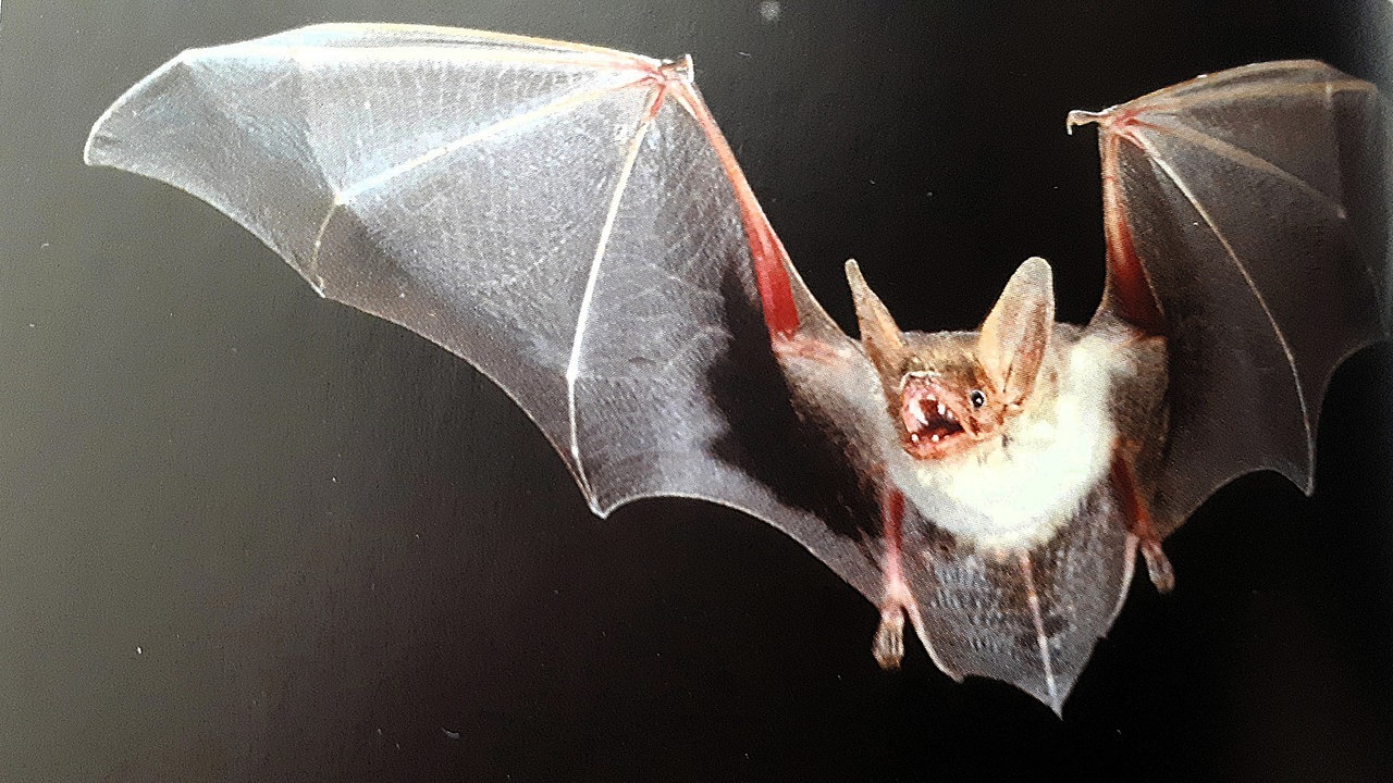 Fledermaus im Flug mit offenem Mund.