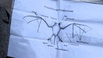 Infozettel über den Körperbau der Fledermäuse.