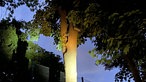 Fledermauskästen hängen im Baum.
